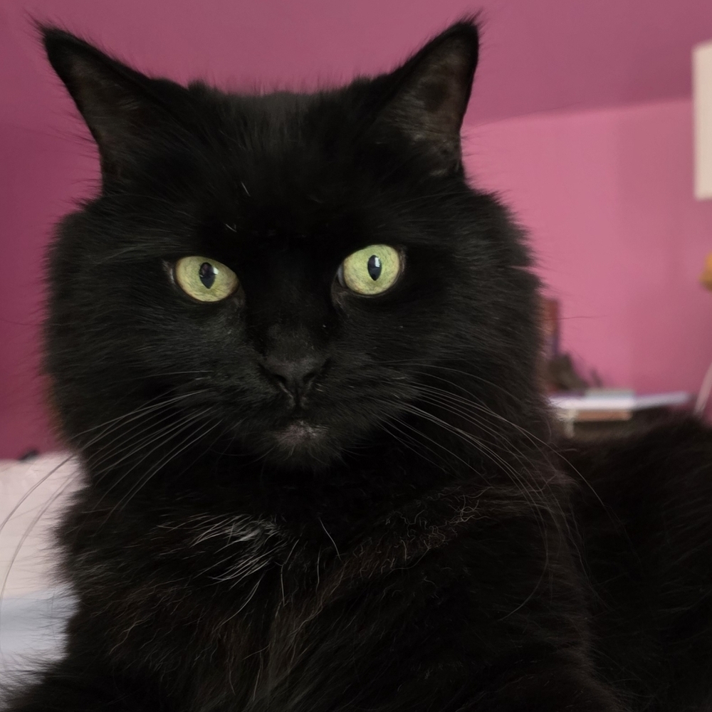 Meet your Posher, Kat